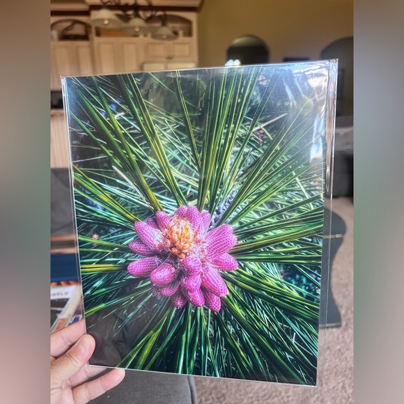 Baby Pinecone 8x10 Photographic Print, Nature Photograpghy - Picture 2 of 2